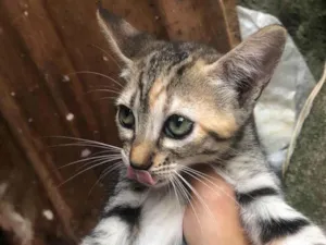 Gato raça SRD-ViraLata idade 2 a 6 meses nome 3 irmãos 