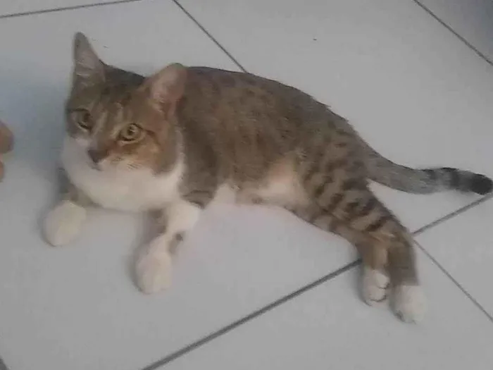 Gato ra a Não definindo  idade 1 ano nome Chico