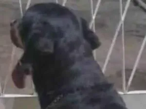 Cachorro raça Rottweiler idade 2 a 6 meses nome Ruck