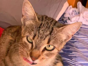 Gato raça SRD-ViraLata idade 1 ano nome ZOEH