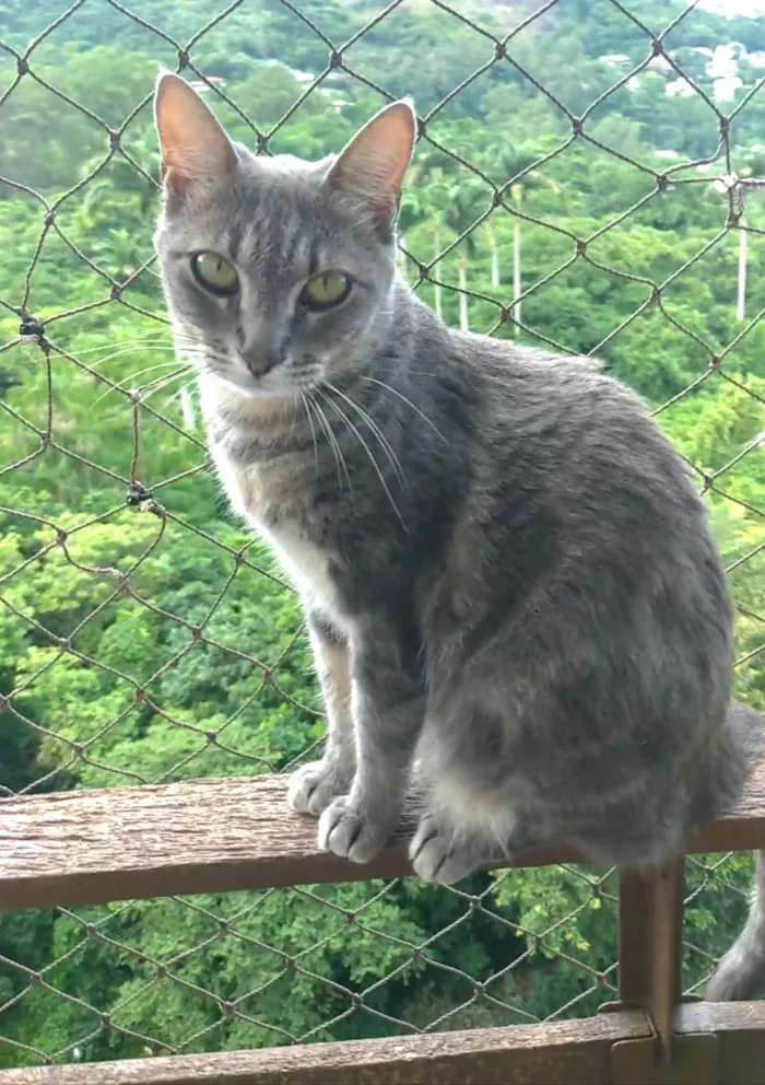 Gato ra a Srd idade 2 anos nome ADELLY 