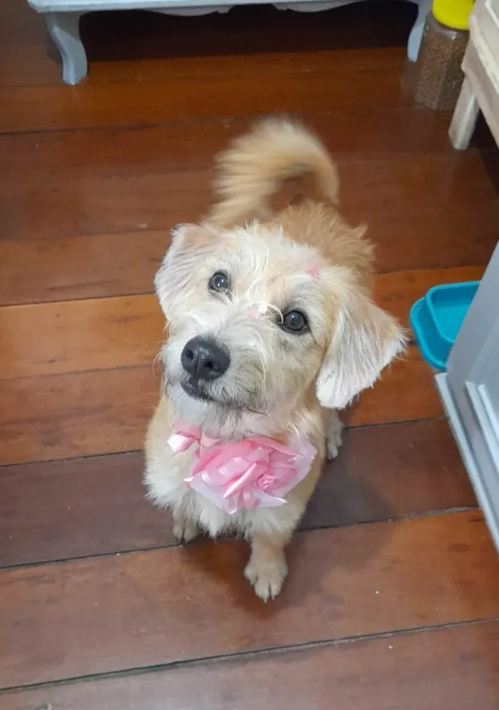 Cachorro ra a Srd idade 1 ano nome Sol 