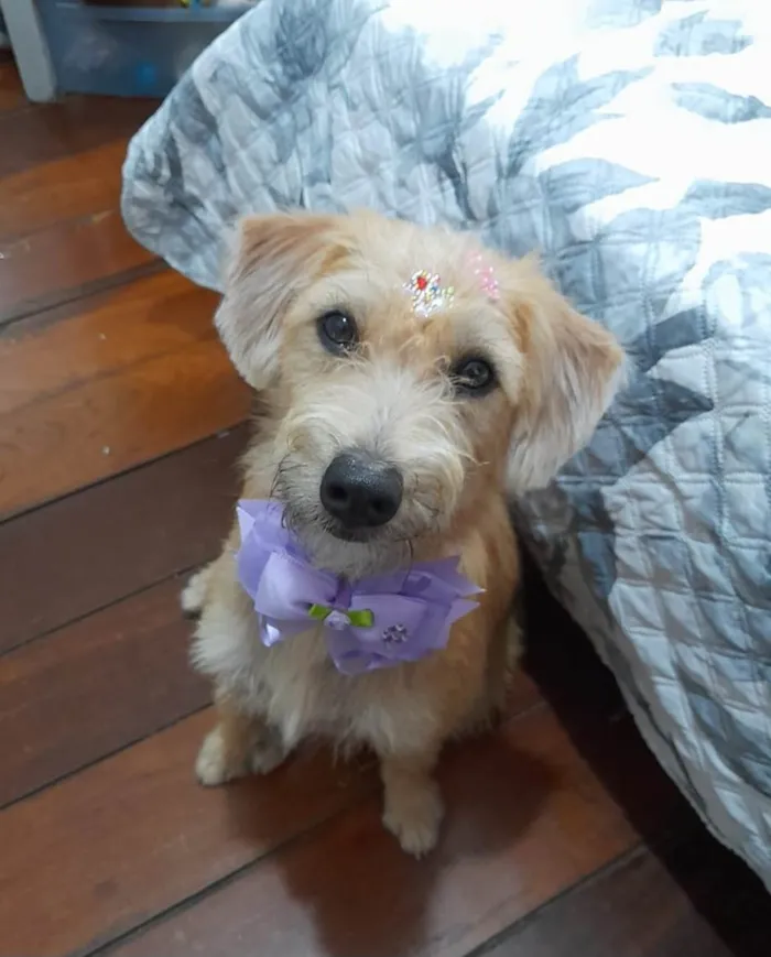 Cachorro ra a Srd idade 1 ano nome Sol 