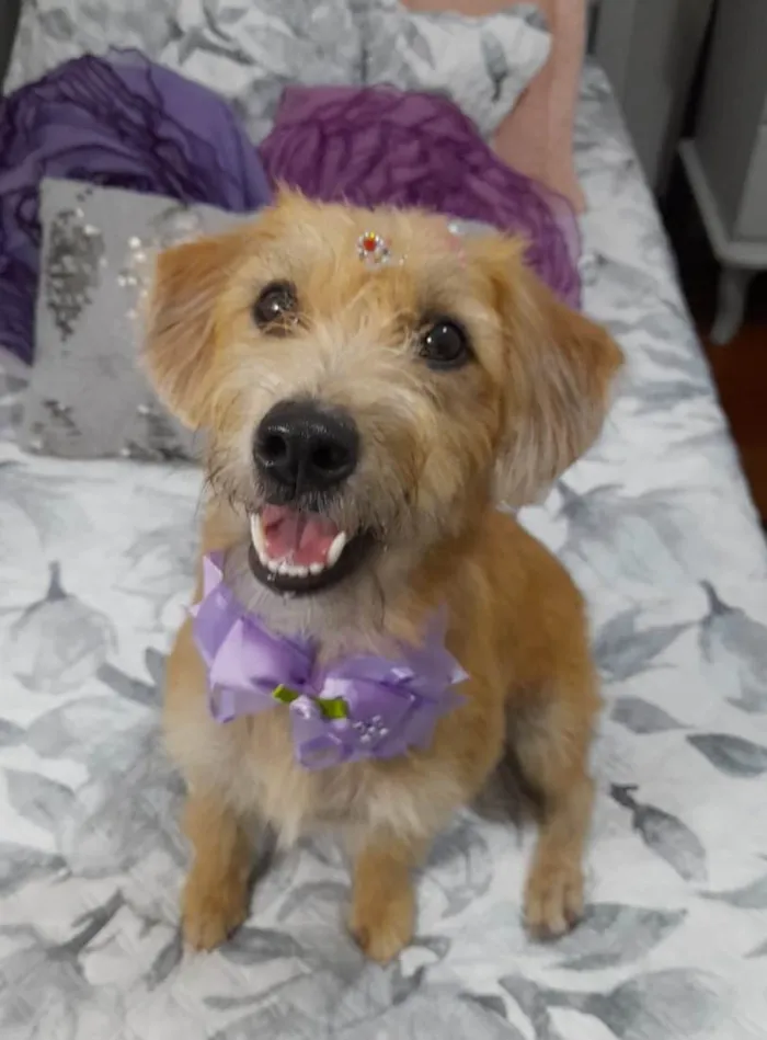 Cachorro ra a Srd idade 1 ano nome Sol 