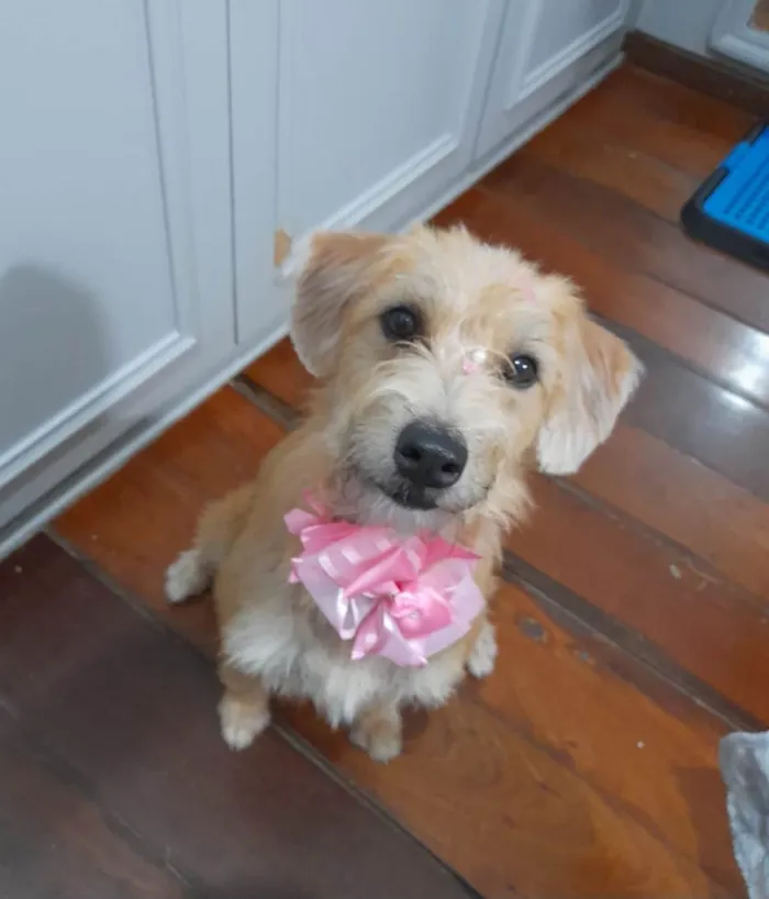 Cachorro ra a Srd idade 1 ano nome Sol 