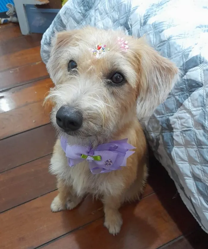 Cachorro ra a Srd idade 1 ano nome Sol 