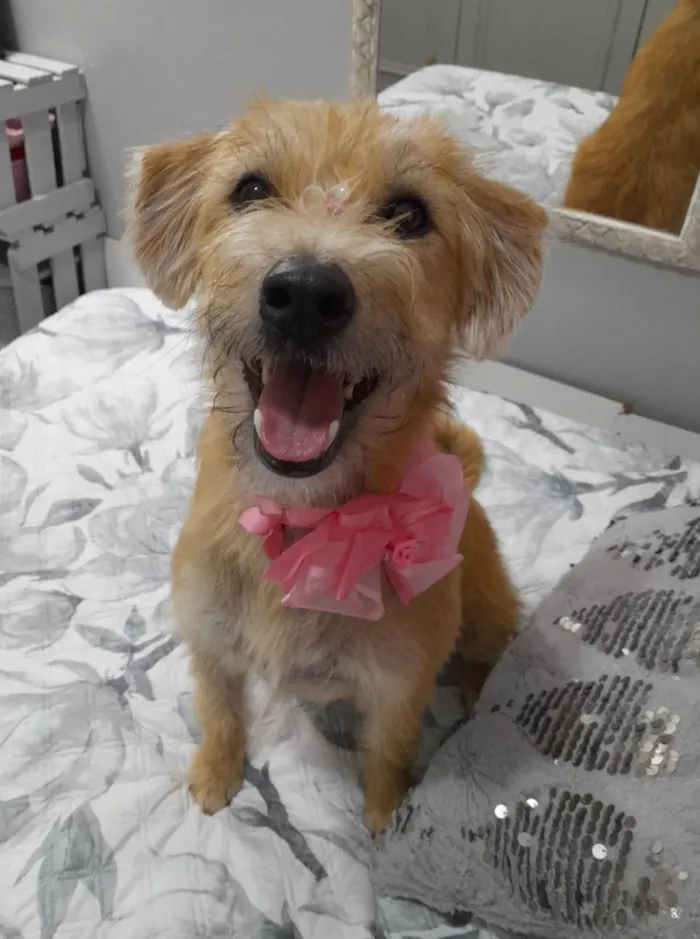 Cachorro ra a Srd idade 1 ano nome Sol 