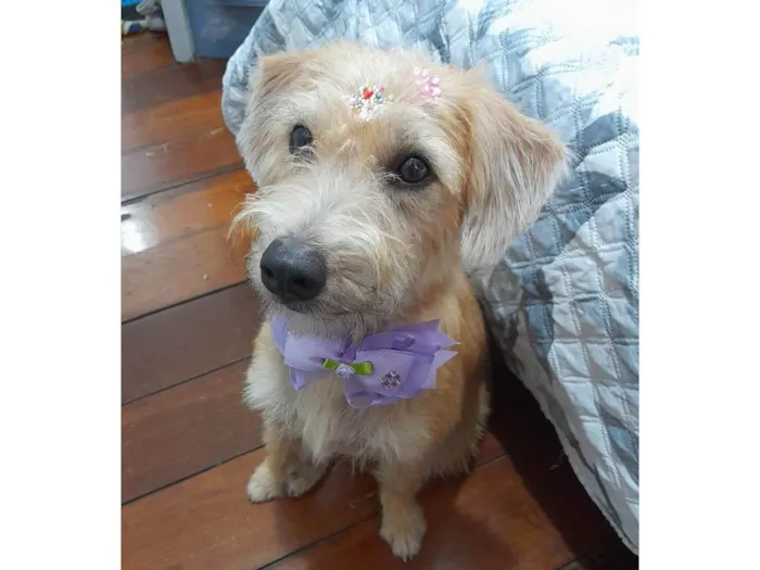 Cachorro ra a Srd idade 1 ano nome Sol 