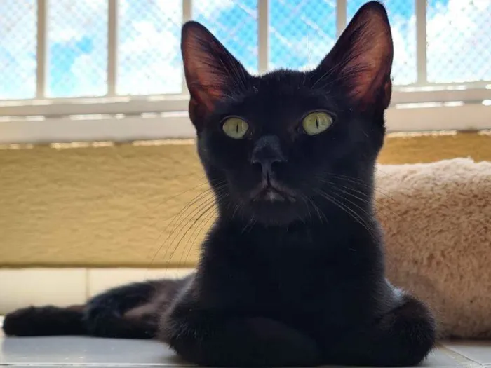 Gato raça SRD-ViraLata idade 2 a 6 meses nome Confúcio