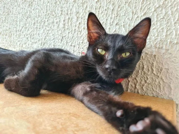Gato raça SRD-ViraLata idade 2 a 6 meses nome Confúcio