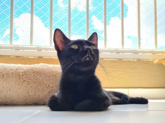 Gato raça SRD-ViraLata idade 2 a 6 meses nome Confúcio