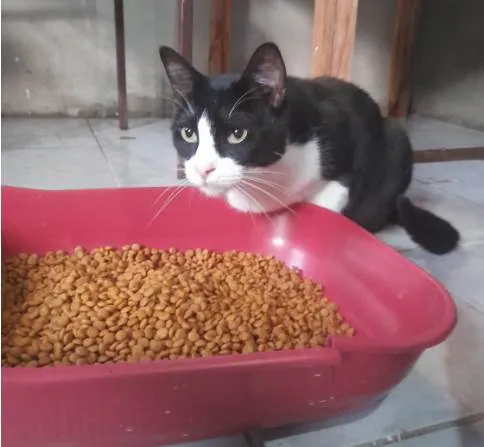 Gato ra a SRD-ViraLata idade 1 ano nome To, o gigante