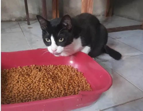 Gato ra a SRD-ViraLata idade 1 ano nome To, o gigante