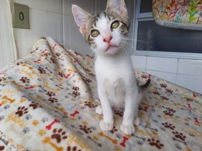 Gato raça SRD-ViraLata idade 2 a 6 meses nome Gregório