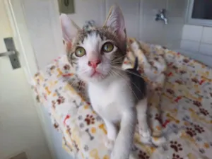 Gato raça SRD-ViraLata idade 2 a 6 meses nome Gregório