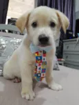 Perola e Bolt