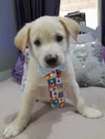 Perola e Bolt