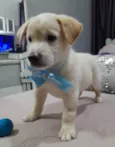 Perola e Bolt