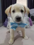 Perola e Bolt