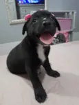 Perola e Bolt