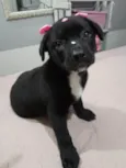 Perola e Bolt