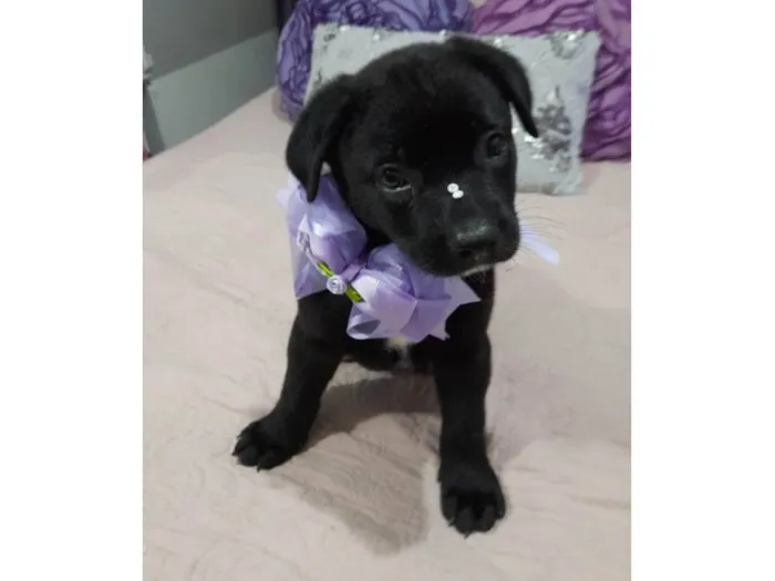 Cachorro ra a Srd idade 2 a 6 meses nome Perola e Bolt