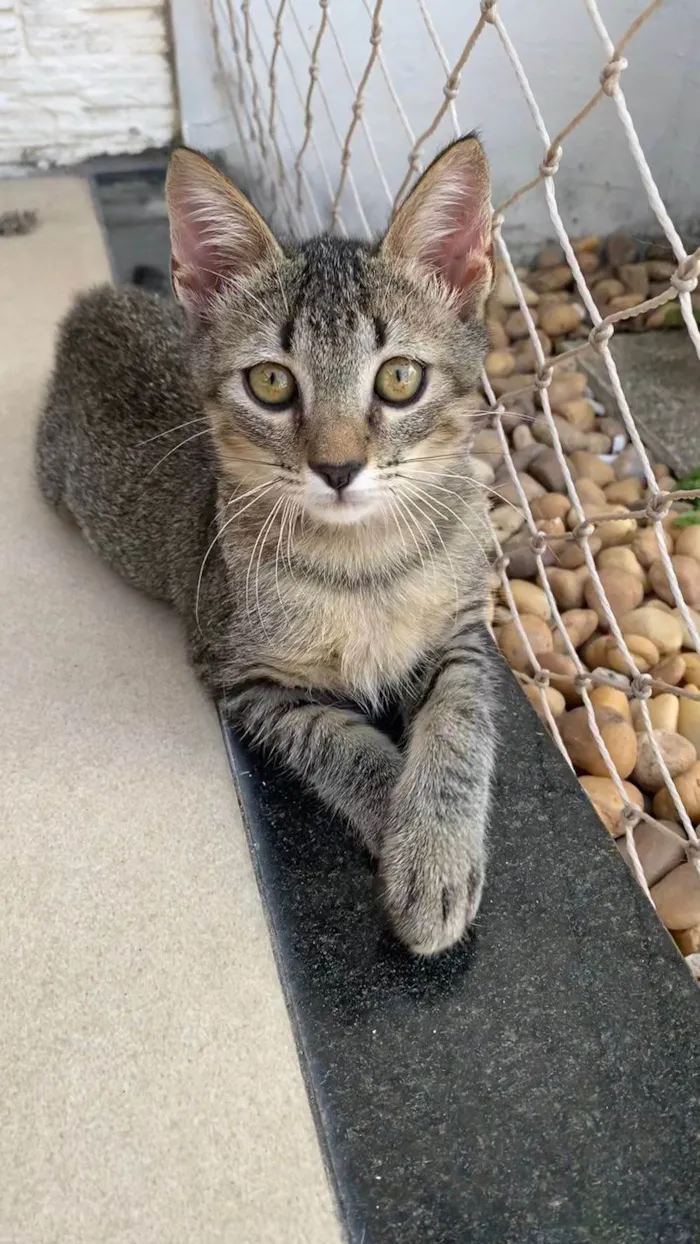 Gato raça Srd idade 2 a 6 meses nome Romeo