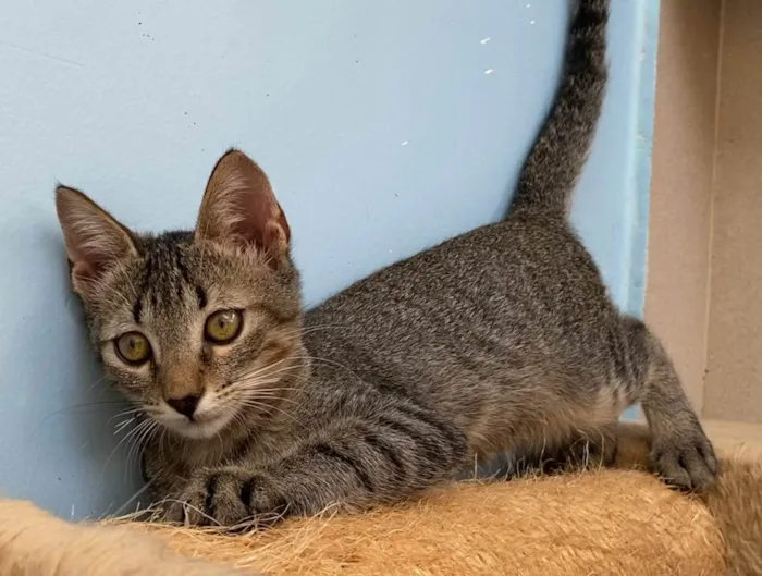 Gato raça Srd idade 2 a 6 meses nome Romeo