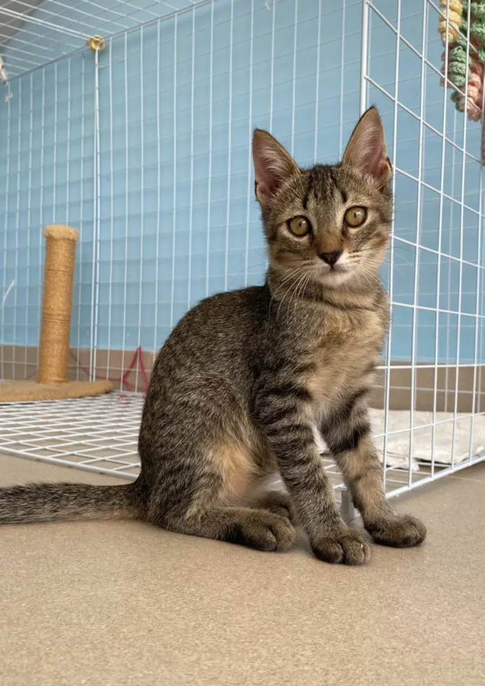 Gato raça Srd idade 2 a 6 meses nome Romeo