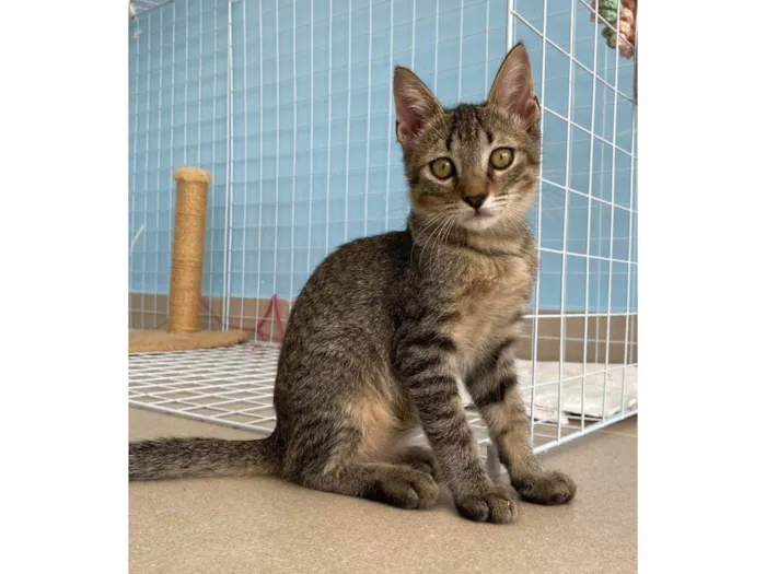 Gato raça Srd idade 2 a 6 meses nome Romeo