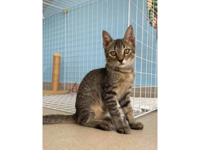 Gato raça Srd idade 2 a 6 meses nome Romeo