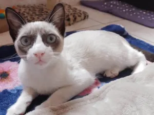 Gato raça SRD-ViraLata idade 2 a 6 meses nome Toi