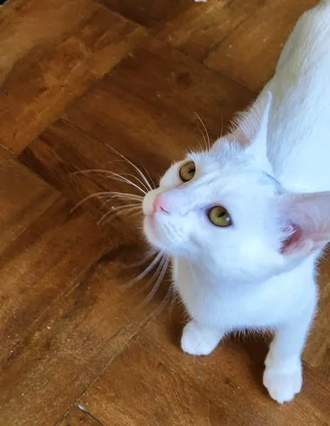 Gato raça SRD-ViraLata idade 2 a 6 meses nome CLARA BELA