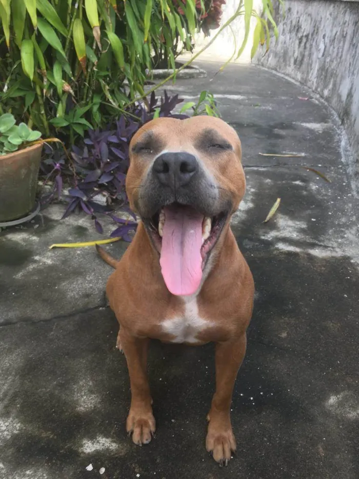 Cachorro ra a Pitbull idade 1 ano nome Sasha