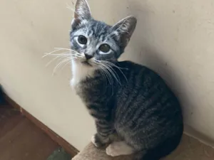 Gato raça SRD-ViraLata idade 2 a 6 meses nome Ella