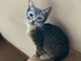 Gato raça SRD-ViraLata idade 2 a 6 meses nome Ella