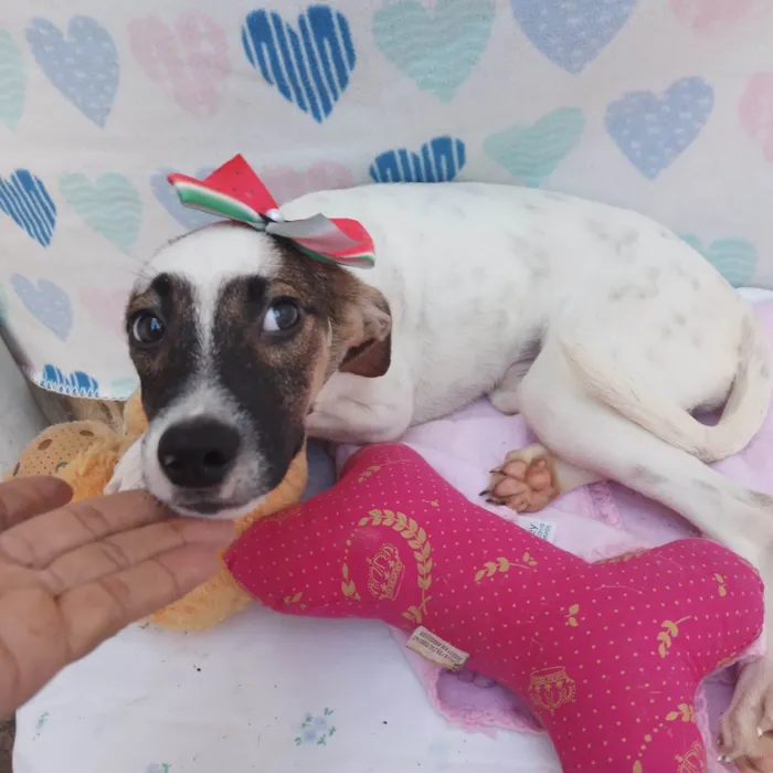 Cachorro raça SRD-ViraLata idade 2 a 6 meses nome Junu