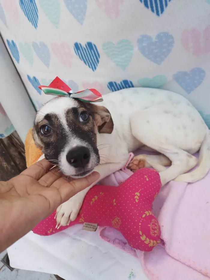 Cachorro raça SRD-ViraLata idade 2 a 6 meses nome Junu