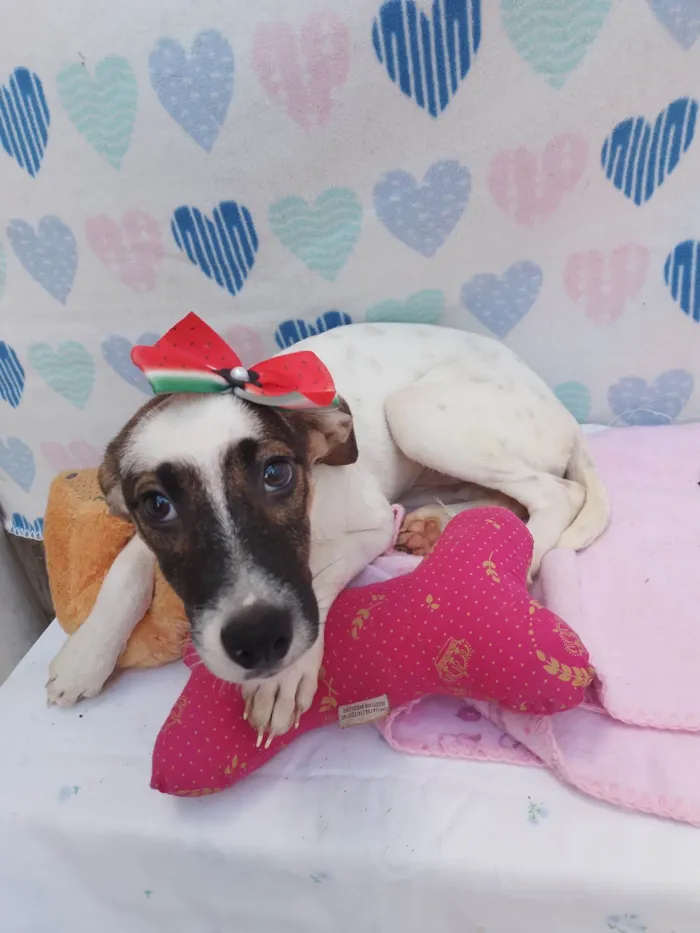 Cachorro raça SRD-ViraLata idade 2 a 6 meses nome Junu