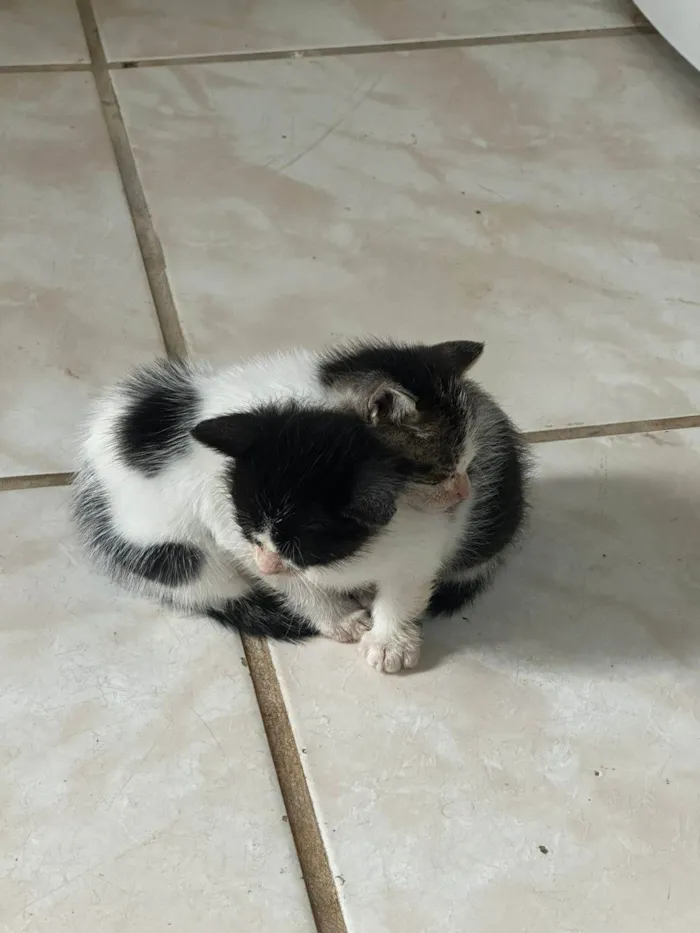 Gato ra a SRD-ViraLata idade 2 a 6 meses nome ...