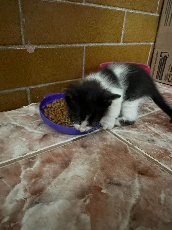 Gato ra a SRD-ViraLata idade 2 a 6 meses nome ...