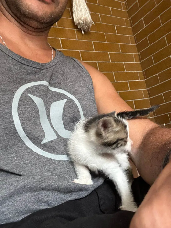 Gato ra a SRD-ViraLata idade 2 a 6 meses nome ...