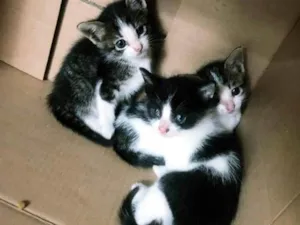 Gato raça SRD-ViraLata idade 2 a 6 meses nome ...