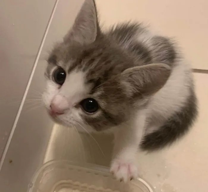 Gato ra a SRD-ViraLata idade 2 a 6 meses nome ..