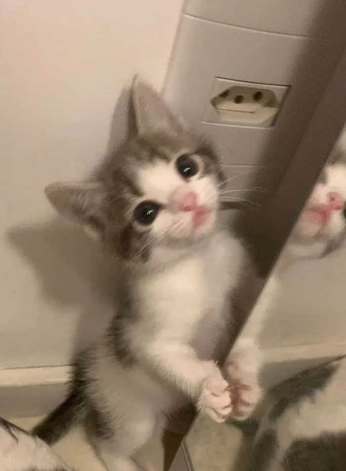 Gato ra a SRD-ViraLata idade 2 a 6 meses nome ..