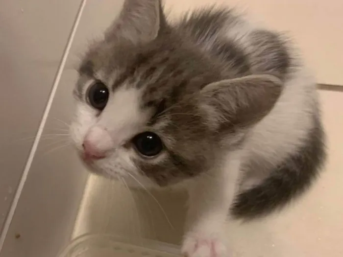 Gato ra a SRD-ViraLata idade 2 a 6 meses nome ..