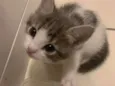..