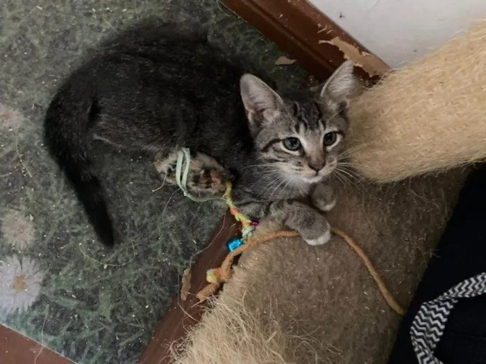 Gato raça SRD-ViraLata idade 2 a 6 meses nome Elijah