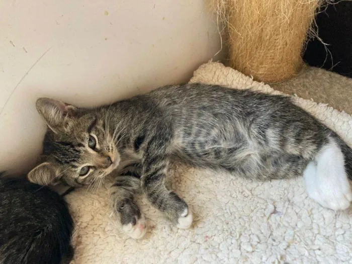 Gato raça SRD-ViraLata idade 2 a 6 meses nome Elijah