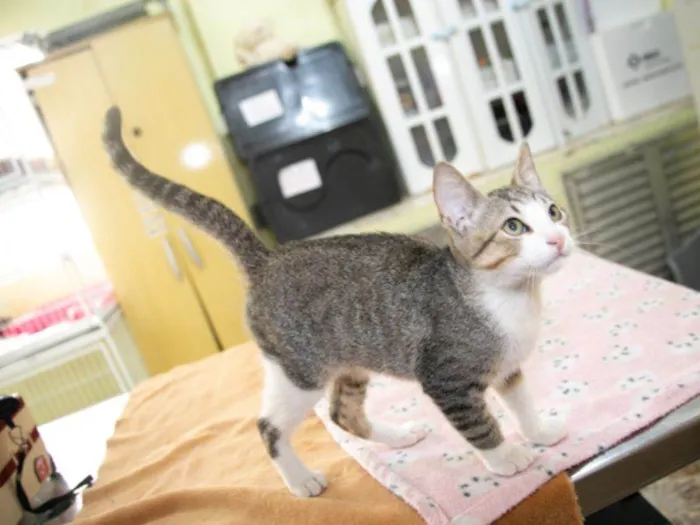 Gato raça SRD-ViraLata idade 2 a 6 meses nome Abu